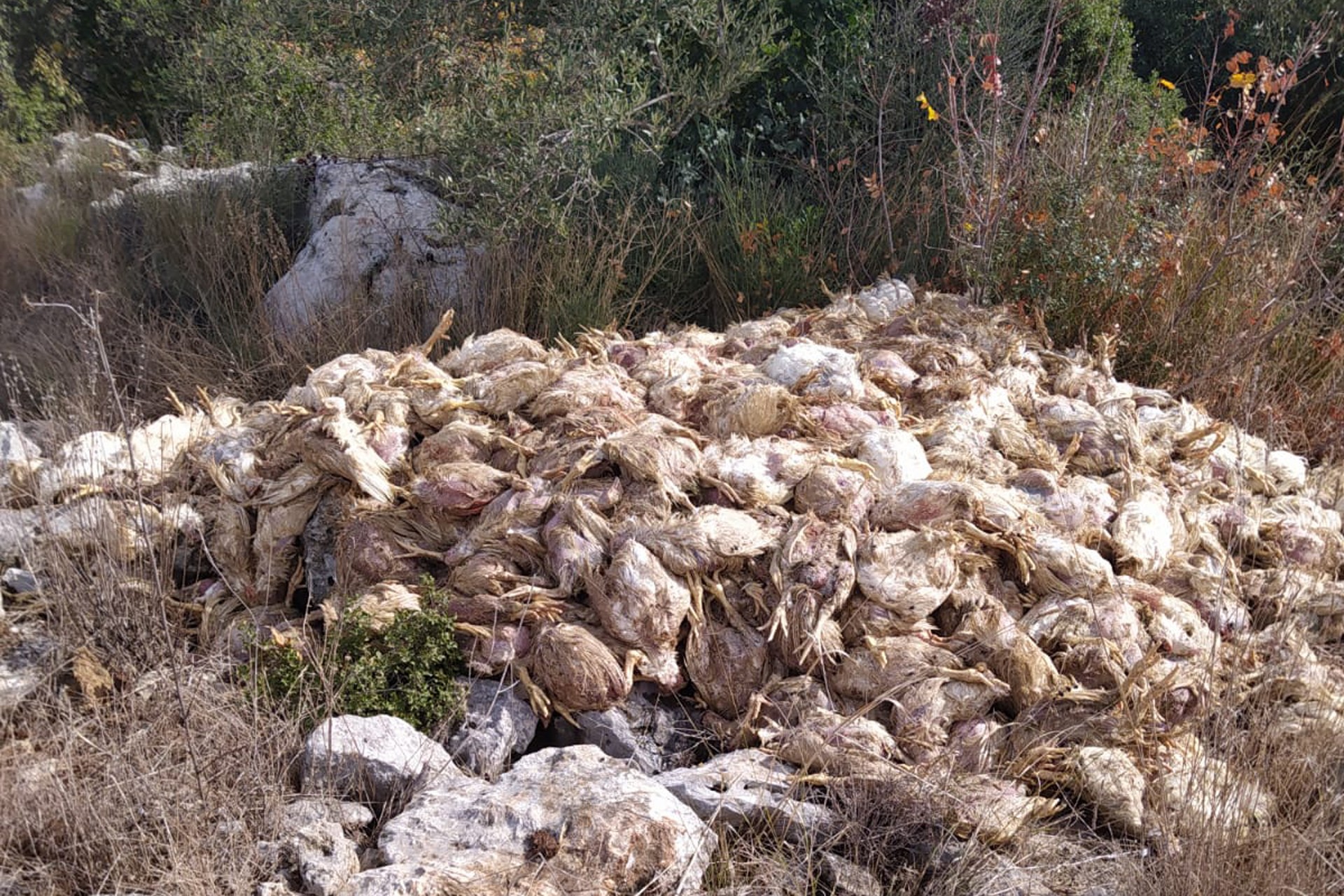 Yüzlerce tavuğun piliç üretim çiftliğinde öldüğü ortaya çıktı