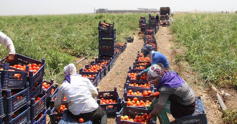 50 derecede 30 lira yevmiyeye çalıştırılıyorlar