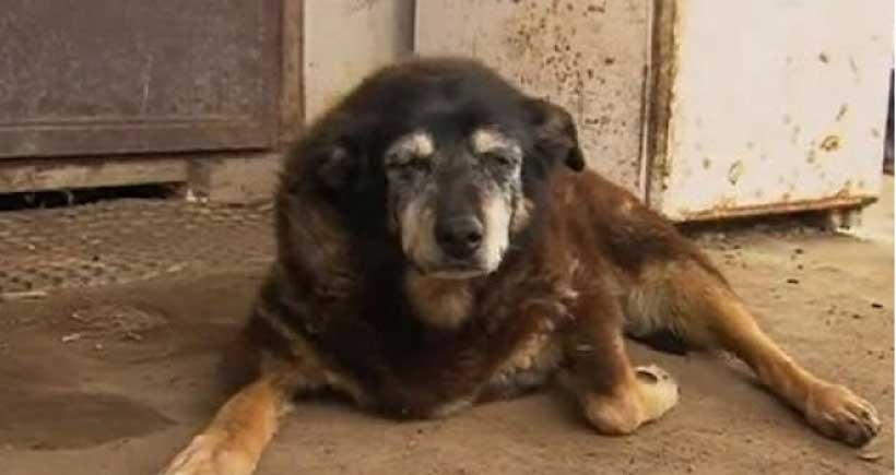 Dünyanın en yaşlı köpeği Maggie 30 yaşında öldü