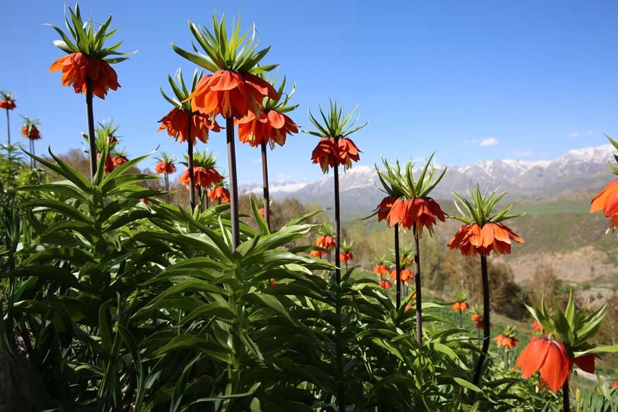 Dersim’in ters laleleri talan ediliyor