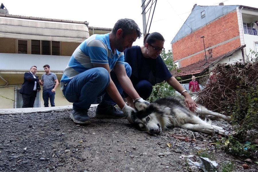 'Köpek sokağa işiyor' diye sahibini ve köpeği vurdu