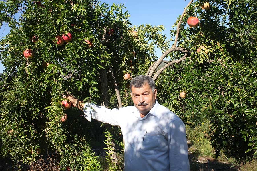 Nar üreticileri mutsuz: Emeklerimizin karşılığını alamıyoruz