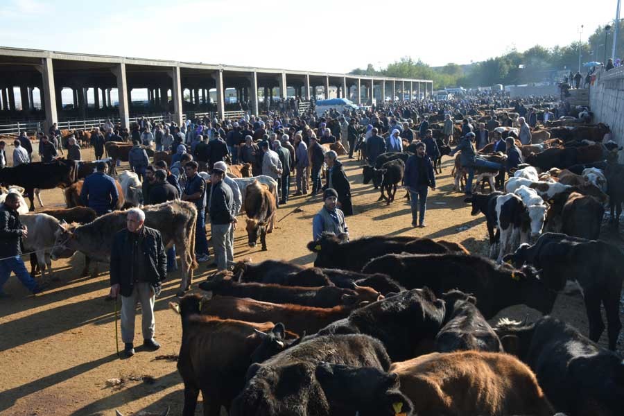 Günü kurtarma politikaları yerine hayvancılık desteklenmeli